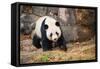 Portrait of Giant Panda-Rob Hainer-Framed Stretched Canvas