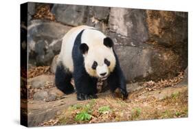 Portrait of Giant Panda-Rob Hainer-Stretched Canvas
