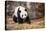 Portrait of Giant Panda-Rob Hainer-Stretched Canvas