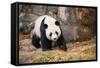 Portrait of Giant Panda-Rob Hainer-Framed Stretched Canvas