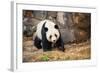 Portrait of Giant Panda-Rob Hainer-Framed Photographic Print