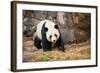 Portrait of Giant Panda-Rob Hainer-Framed Photographic Print