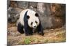 Portrait of Giant Panda-Rob Hainer-Mounted Photographic Print