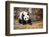 Portrait of Giant Panda-Rob Hainer-Framed Photographic Print