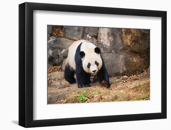 Portrait of Giant Panda-Rob Hainer-Framed Photographic Print