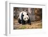 Portrait of Giant Panda-Rob Hainer-Framed Photographic Print