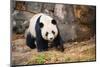 Portrait of Giant Panda-Rob Hainer-Mounted Photographic Print