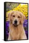 Portrait of Golden Retriever (Male) in Front of Late Summer Flower Garden, Geneva-Lynn M^ Stone-Framed Stretched Canvas