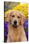 Portrait of Golden Retriever (Male) in Front of Late Summer Flower Garden, Geneva-Lynn M^ Stone-Stretched Canvas