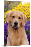 Portrait of Golden Retriever (Male) in Front of Late Summer Flower Garden, Geneva-Lynn M^ Stone-Mounted Premium Photographic Print