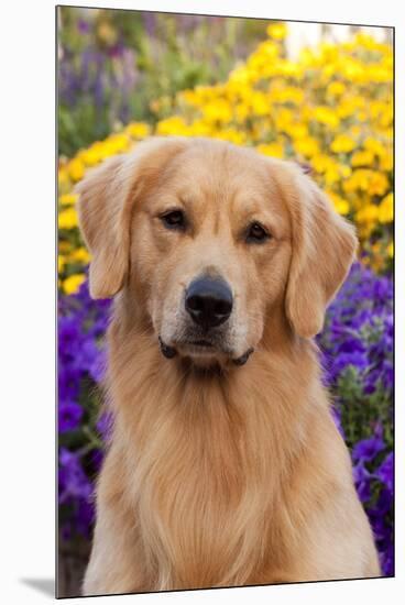 Portrait of Golden Retriever (Male) in Front of Late Summer Flower Garden, Geneva-Lynn M^ Stone-Mounted Premium Photographic Print