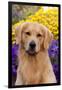 Portrait of Golden Retriever (Male) in Front of Late Summer Flower Garden, Geneva-Lynn M^ Stone-Framed Premium Photographic Print