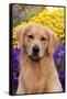 Portrait of Golden Retriever (Male) in Front of Late Summer Flower Garden, Geneva-Lynn M^ Stone-Framed Stretched Canvas