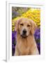 Portrait of Golden Retriever (Male) in Front of Late Summer Flower Garden, Geneva-Lynn M^ Stone-Framed Photographic Print