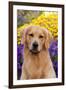 Portrait of Golden Retriever (Male) in Front of Late Summer Flower Garden, Geneva-Lynn M^ Stone-Framed Photographic Print