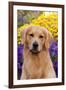 Portrait of Golden Retriever (Male) in Front of Late Summer Flower Garden, Geneva-Lynn M^ Stone-Framed Photographic Print