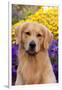 Portrait of Golden Retriever (Male) in Front of Late Summer Flower Garden, Geneva-Lynn M^ Stone-Framed Photographic Print