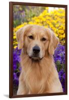 Portrait of Golden Retriever (Male) in Front of Late Summer Flower Garden, Geneva-Lynn M^ Stone-Framed Photographic Print