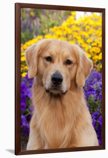 Portrait of Golden Retriever (Male) in Front of Late Summer Flower Garden, Geneva-Lynn M^ Stone-Framed Photographic Print