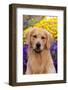 Portrait of Golden Retriever (Male) in Front of Late Summer Flower Garden, Geneva-Lynn M^ Stone-Framed Photographic Print