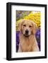 Portrait of Golden Retriever (Male) in Front of Late Summer Flower Garden, Geneva-Lynn M^ Stone-Framed Photographic Print