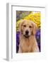 Portrait of Golden Retriever (Male) in Front of Late Summer Flower Garden, Geneva-Lynn M^ Stone-Framed Photographic Print