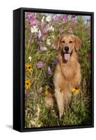 Portrait of Golden Retriever Male Standing in September Flowers (Cosmos) in Early A.M., Batavia-Lynn M^ Stone-Framed Stretched Canvas
