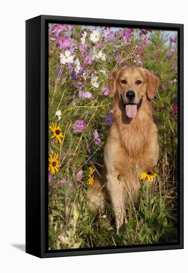 Portrait of Golden Retriever Male Standing in September Flowers (Cosmos) in Early A.M., Batavia-Lynn M^ Stone-Framed Stretched Canvas