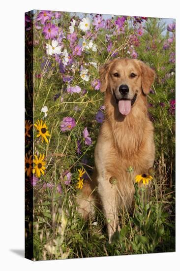 Portrait of Golden Retriever Male Standing in September Flowers (Cosmos) in Early A.M., Batavia-Lynn M^ Stone-Stretched Canvas