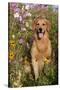 Portrait of Golden Retriever Male Standing in September Flowers (Cosmos) in Early A.M., Batavia-Lynn M^ Stone-Stretched Canvas