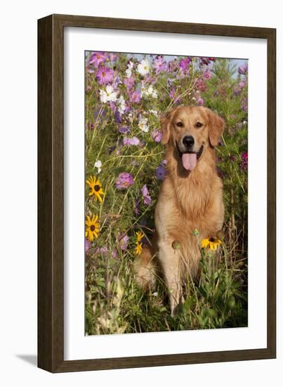 Portrait of Golden Retriever Male Standing in September Flowers (Cosmos) in Early A.M., Batavia-Lynn M^ Stone-Framed Photographic Print