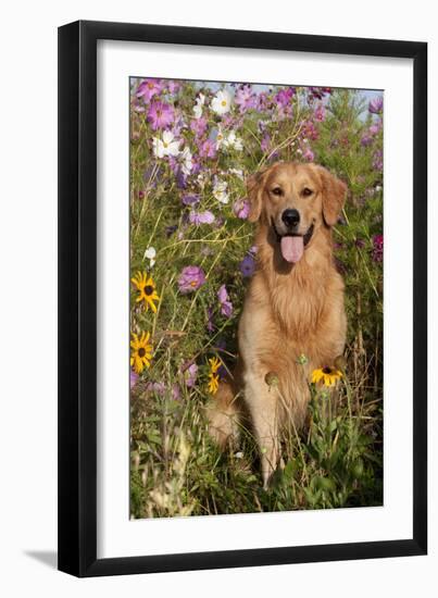 Portrait of Golden Retriever Male Standing in September Flowers (Cosmos) in Early A.M., Batavia-Lynn M^ Stone-Framed Photographic Print