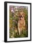 Portrait of Golden Retriever Male Standing in September Flowers (Cosmos) in Early A.M., Batavia-Lynn M^ Stone-Framed Photographic Print