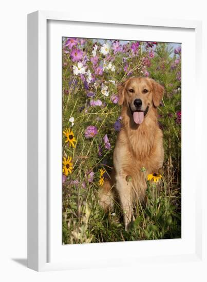 Portrait of Golden Retriever Male Standing in September Flowers (Cosmos) in Early A.M., Batavia-Lynn M^ Stone-Framed Photographic Print