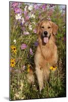 Portrait of Golden Retriever Male Standing in September Flowers (Cosmos) in Early A.M., Batavia-Lynn M^ Stone-Mounted Photographic Print