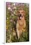 Portrait of Golden Retriever Male Standing in September Flowers (Cosmos) in Early A.M., Batavia-Lynn M^ Stone-Framed Photographic Print