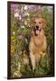 Portrait of Golden Retriever Male Standing in September Flowers (Cosmos) in Early A.M., Batavia-Lynn M^ Stone-Framed Photographic Print