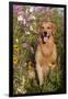 Portrait of Golden Retriever Male Standing in September Flowers (Cosmos) in Early A.M., Batavia-Lynn M^ Stone-Framed Photographic Print