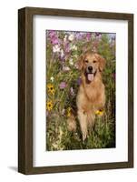 Portrait of Golden Retriever Male Standing in September Flowers (Cosmos) in Early A.M., Batavia-Lynn M^ Stone-Framed Photographic Print