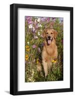 Portrait of Golden Retriever Male Standing in September Flowers (Cosmos) in Early A.M., Batavia-Lynn M^ Stone-Framed Photographic Print