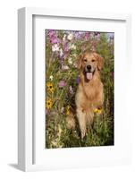 Portrait of Golden Retriever Male Standing in September Flowers (Cosmos) in Early A.M., Batavia-Lynn M^ Stone-Framed Photographic Print