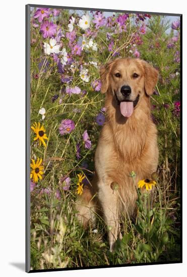 Portrait of Golden Retriever Male Standing in September Flowers (Cosmos) in Early A.M., Batavia-Lynn M^ Stone-Mounted Photographic Print