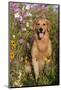 Portrait of Golden Retriever Male Standing in September Flowers (Cosmos) in Early A.M., Batavia-Lynn M^ Stone-Mounted Photographic Print