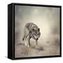 Portrait of Gray Wolf Walking-abracadabra99-Framed Stretched Canvas