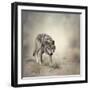 Portrait of Gray Wolf Walking-abracadabra99-Framed Photographic Print