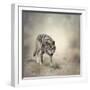 Portrait of Gray Wolf Walking-abracadabra99-Framed Photographic Print