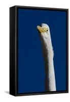 Portrait of Great Egret (Ardea Alba), Pinellas County, Florida, USA-Lynn M^ Stone-Framed Stretched Canvas