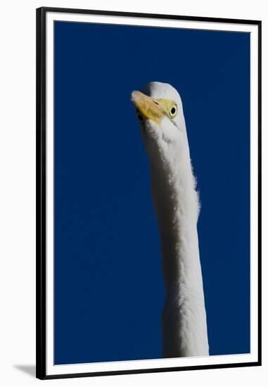 Portrait of Great Egret (Ardea Alba), Pinellas County, Florida, USA-Lynn M^ Stone-Framed Premium Photographic Print