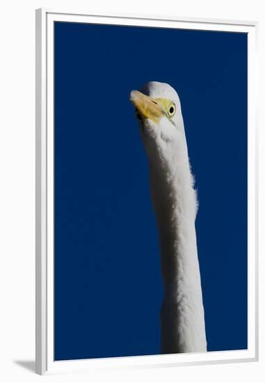 Portrait of Great Egret (Ardea Alba), Pinellas County, Florida, USA-Lynn M^ Stone-Framed Premium Photographic Print