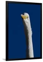 Portrait of Great Egret (Ardea Alba), Pinellas County, Florida, USA-Lynn M^ Stone-Framed Premium Photographic Print